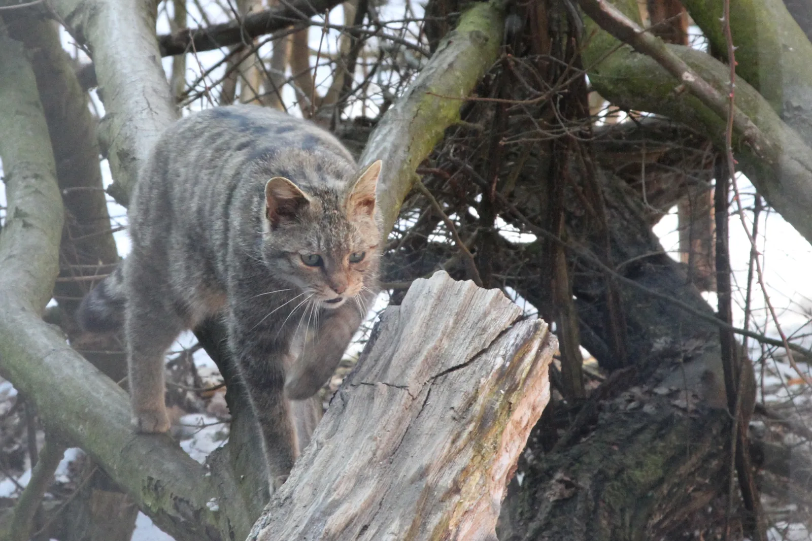 Eine Europäische Wildkatze klettert über einen Baumstumpf im Gehege des Nationalparks Thayatal