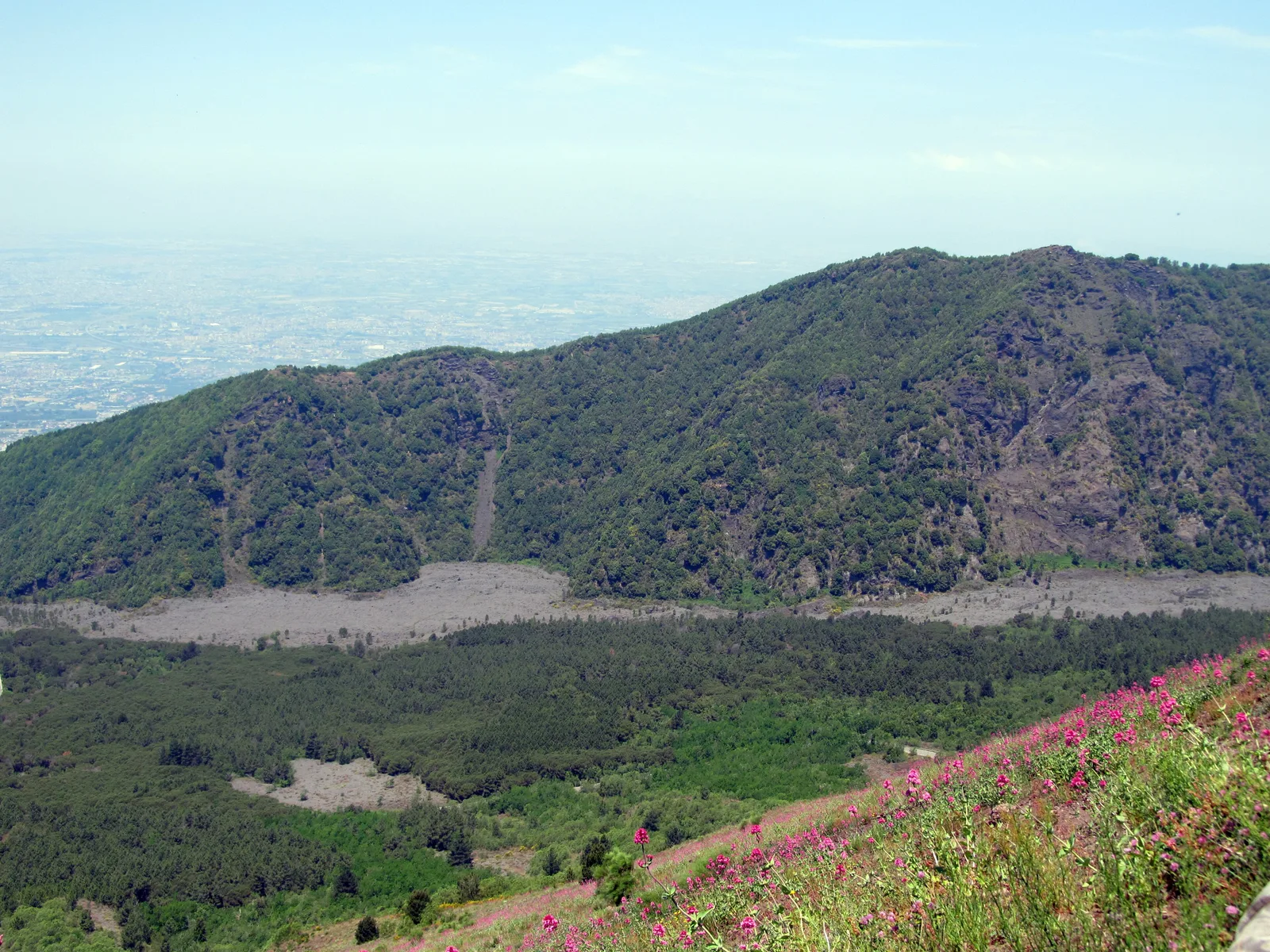Der Lavastrom von 1944 im Nationalpark Vesuv unter der bewaldeten Wand des Monte Somma, vorn blühende Spornblumen