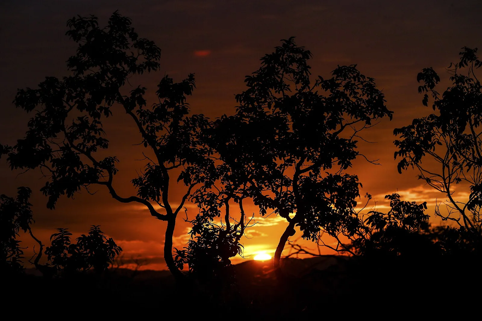 Sonnenuntergang über dem Cerrado, die Silhouetten knorriger Bäume vor orangefarbenem Himmel