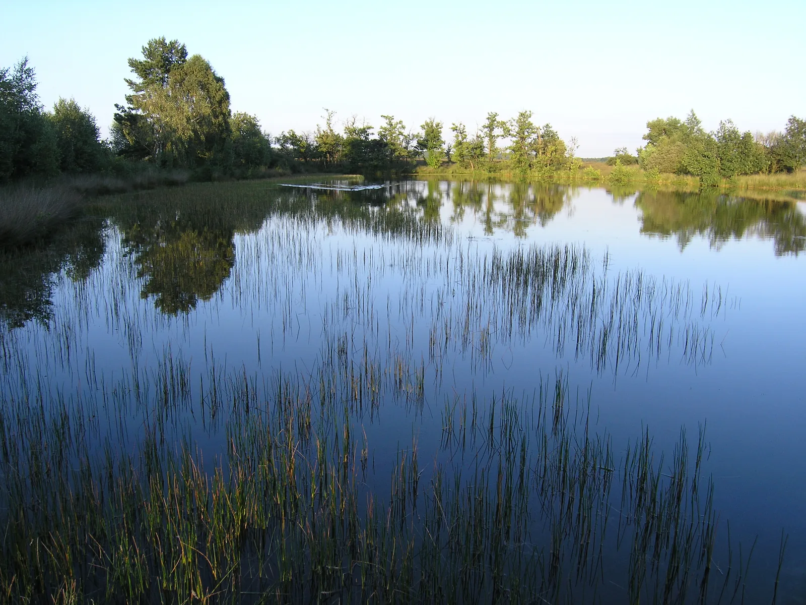Der Teich Deelense Was im Nationalpark De Hoge Veluwe am Abend, Schilf im Wasser und Kiefern am Ufer