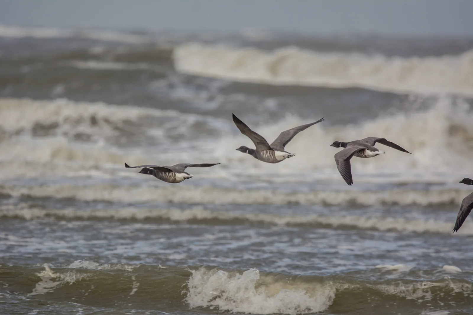 Ringelgänse ziehen dicht über der bewegten Nordsee vor Spiekeroog