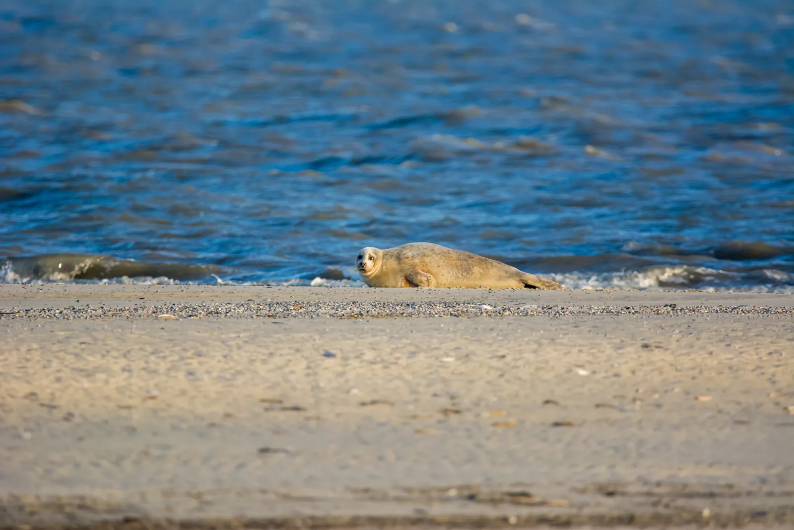 Ein Seehund liegt am Spülsaum vor Juist, dahinter das blaue Wasser der Nordsee