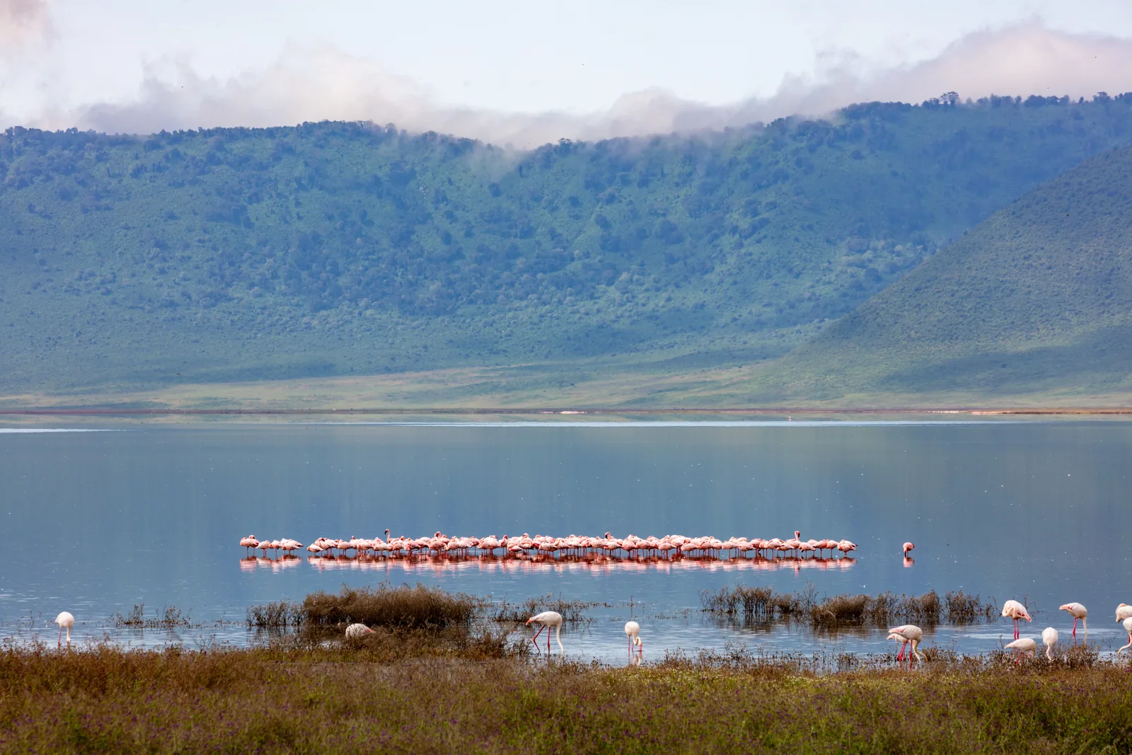 Eine Reihe Zwerg- und Rosaflamingos im flachen Wasser des Magadi-Sees, dahinter die Kraterwand