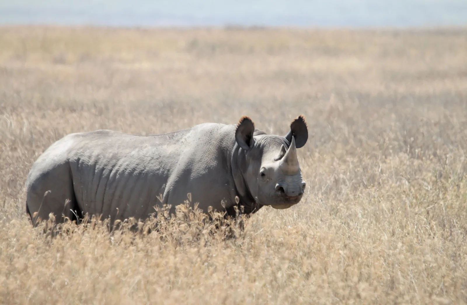 Ein Spitzmaulnashorn im hohen trockenen Gras des Ngorongoro-Kraters