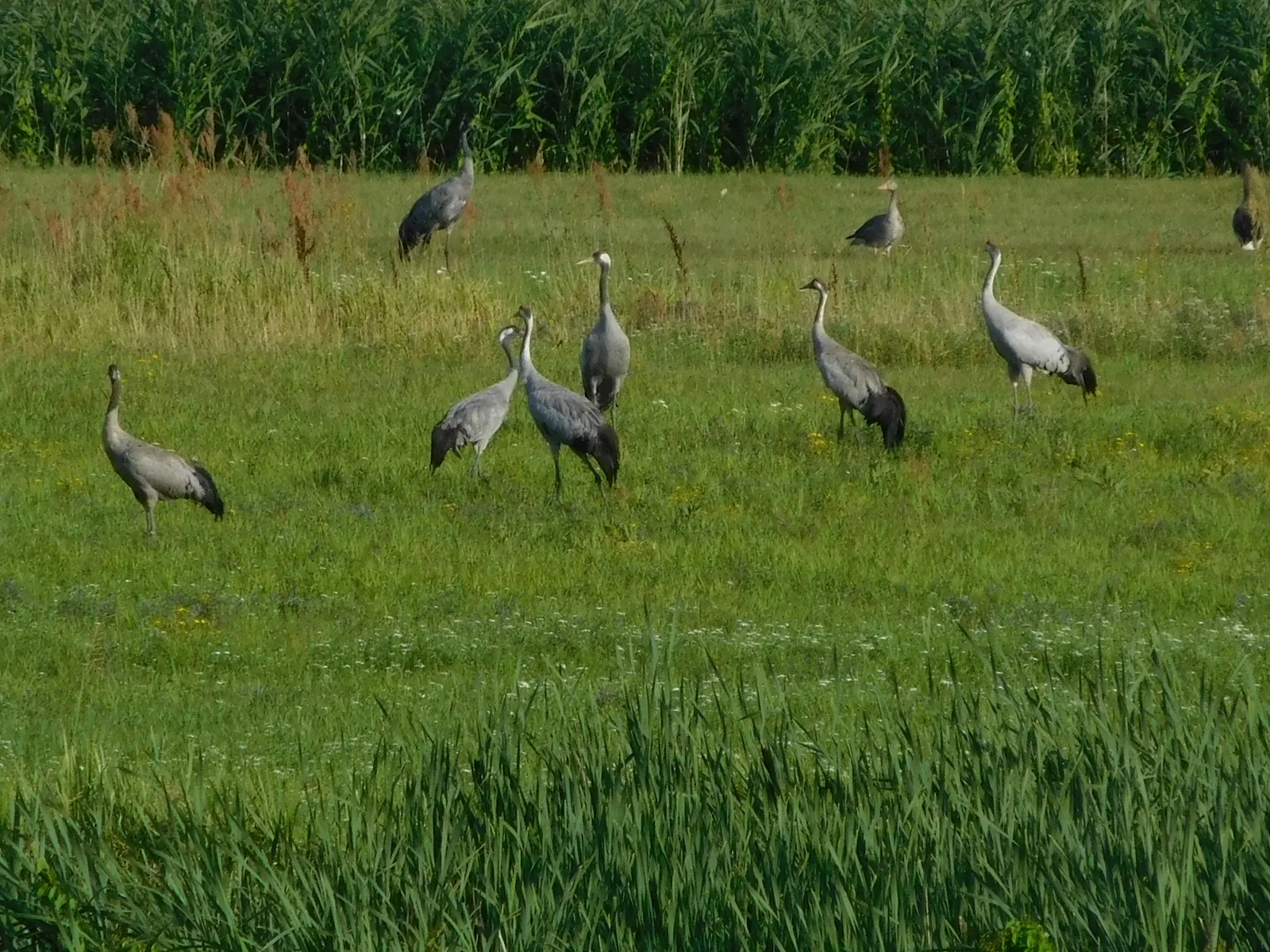 Eine Gruppe Kraniche steht auf einer grünen Wiese vor Stolzenhagen, dahinter hohes Schilf