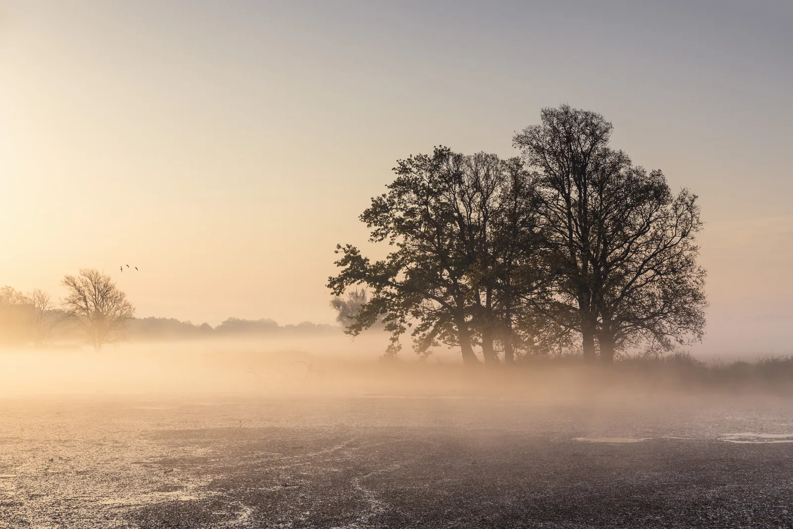 Nebel liegt über dem Ratswiesen-Polder bei Schwedt, eine Baumgruppe steht im goldenen Morgenlicht