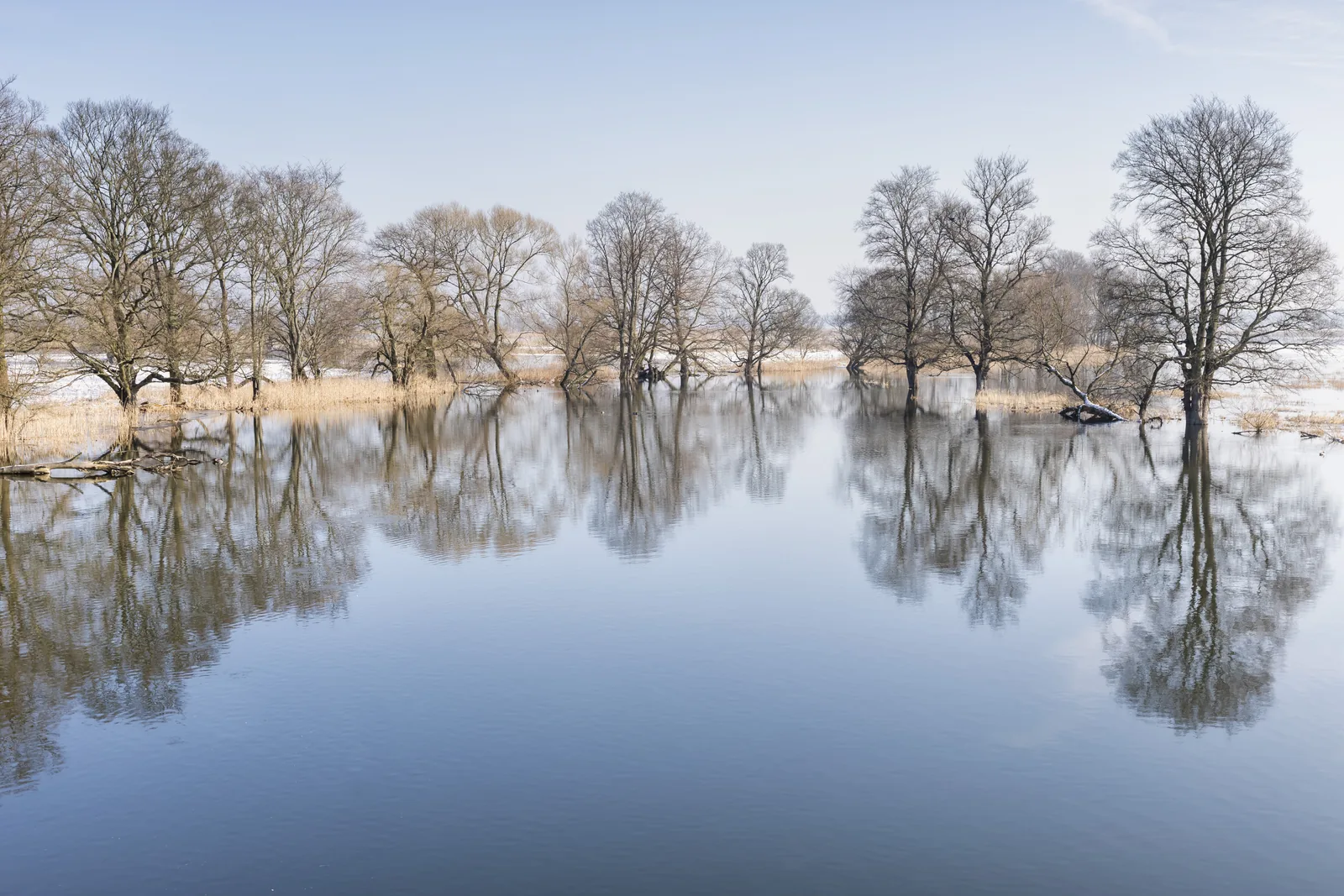 Geflutete Polder bei Schwedt, kahle Bäume spiegeln sich in der ruhigen Wasserfläche