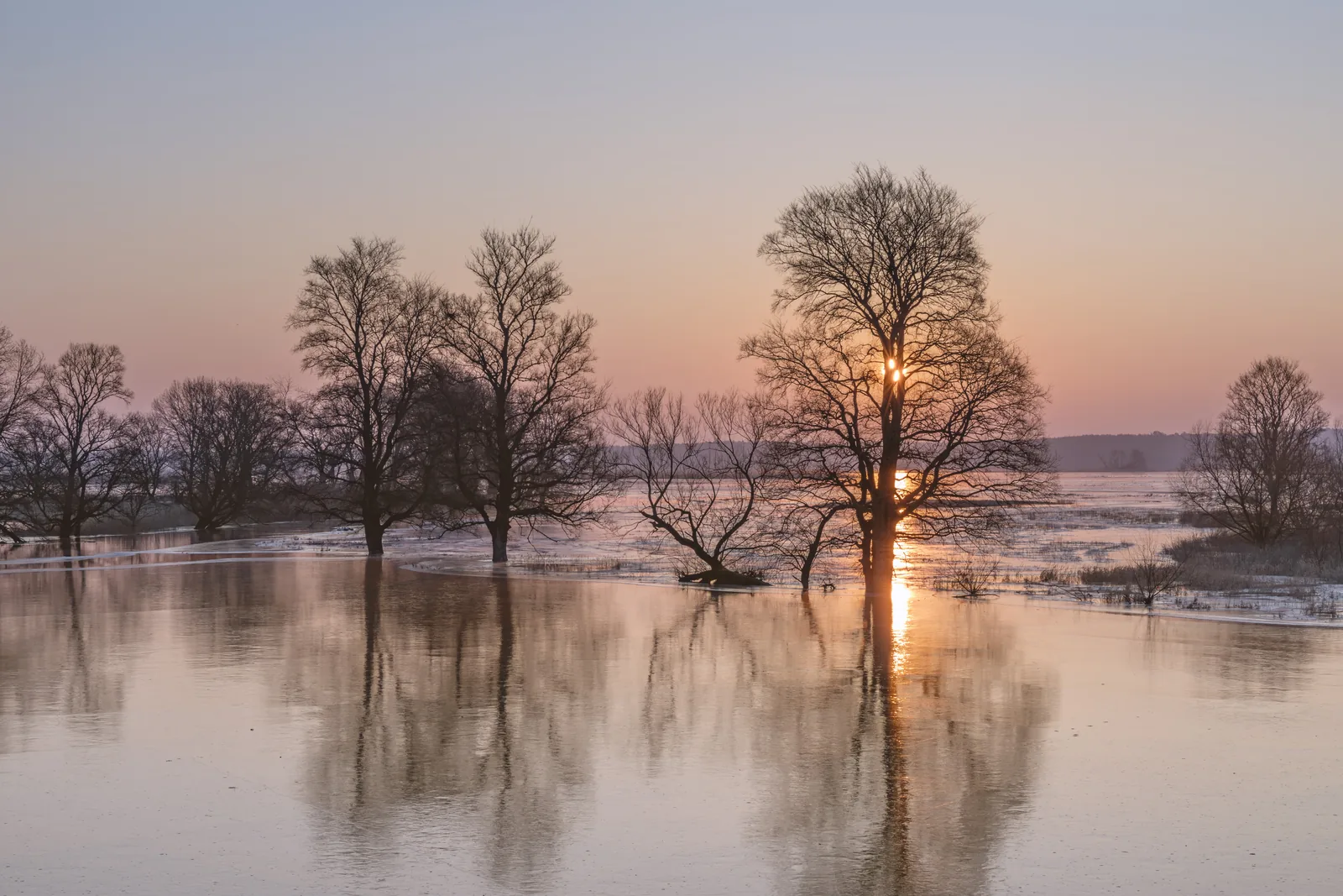 Überfluteter Winterpolder bei Schwedt im Sonnenaufgang, kahle Bäume stehen im spiegelnden Wasser