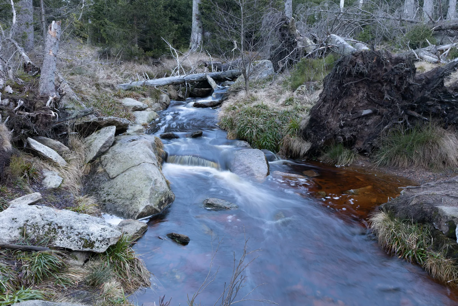 Die Oder am Oderteich im Harz