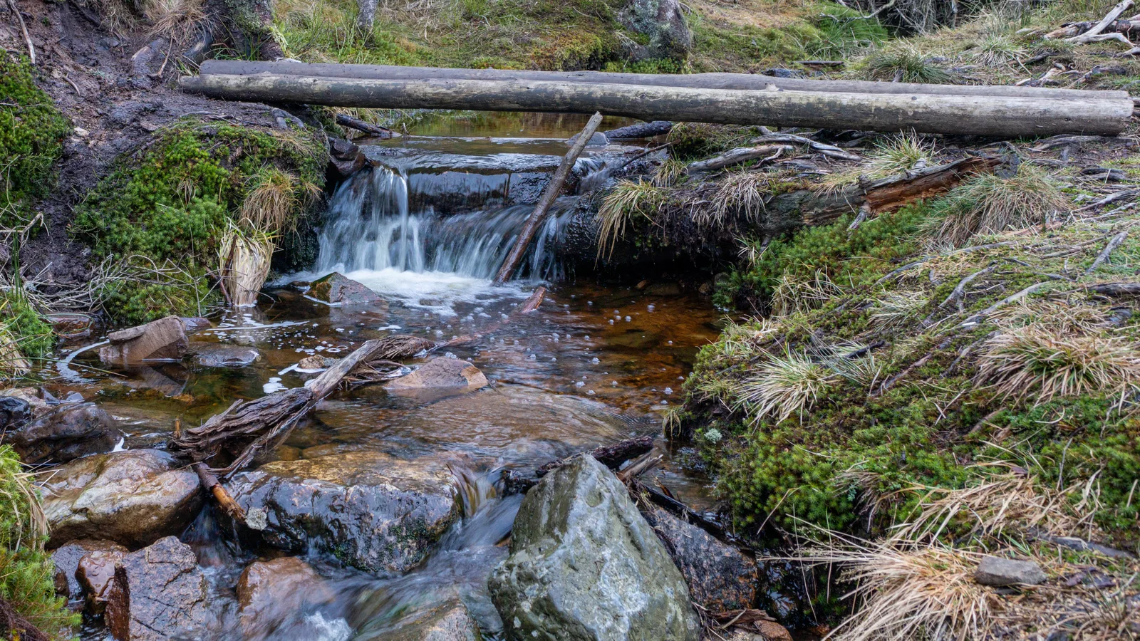 Die Rotenbeek am Oderteich im Harz