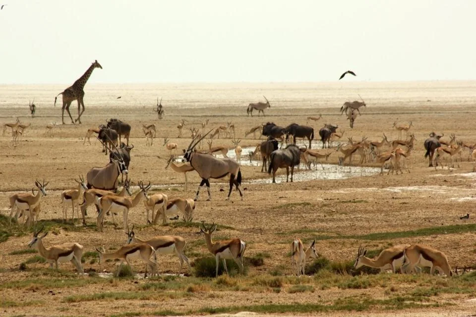 Angebotsfoto: Ab Windhoek: drei Tage Etosha mit Lodge und Pirschfahrten