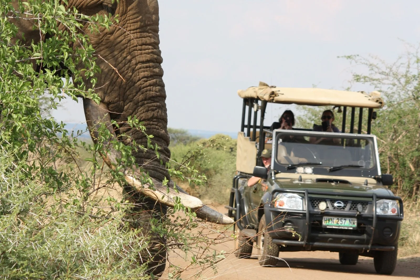 Angebotsfoto: Ganztagessafari ab Nelspruit, Malelane oder direkt am Tor
