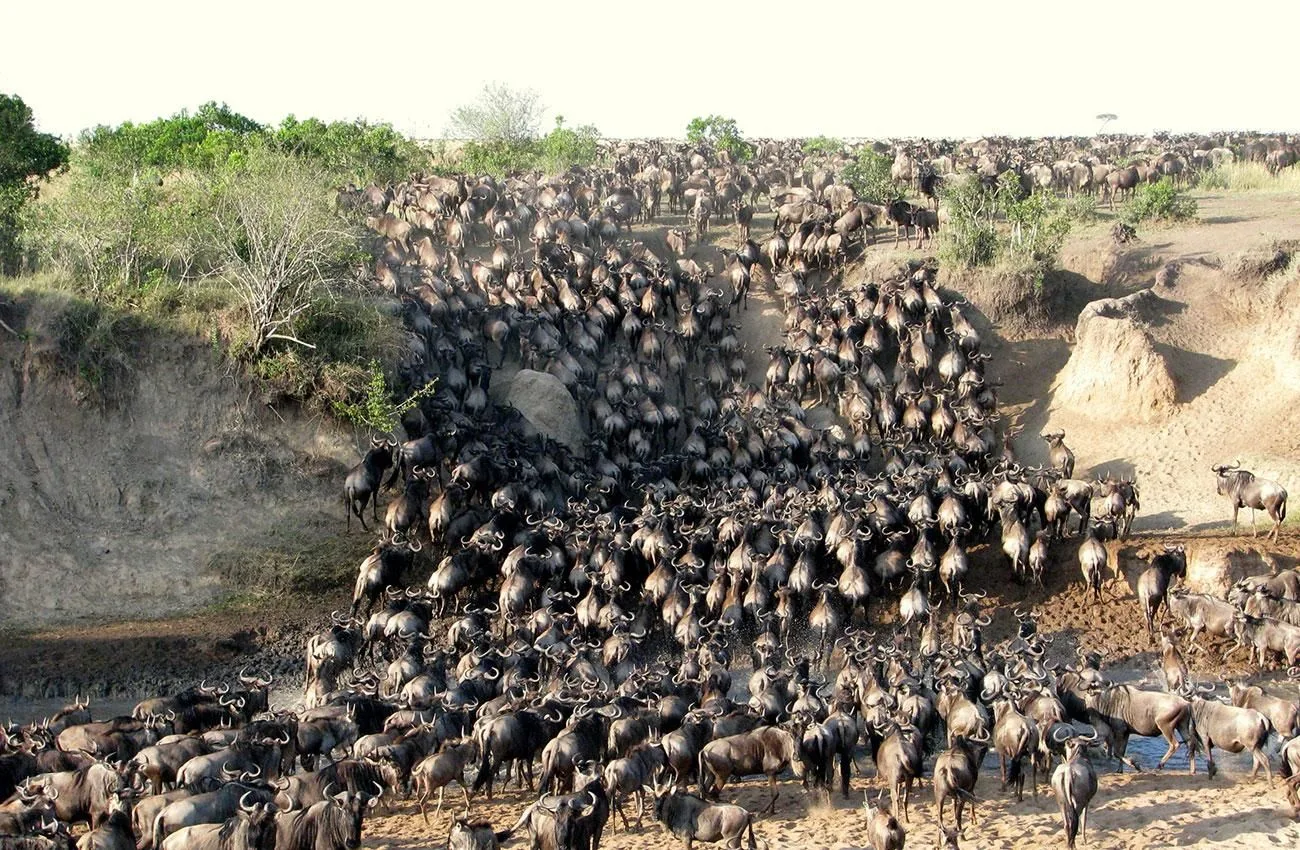 Angebotsfoto: 3 Tage Masai Mara ab Nairobi im Land Cruiser, Zeltcamp mit Bad