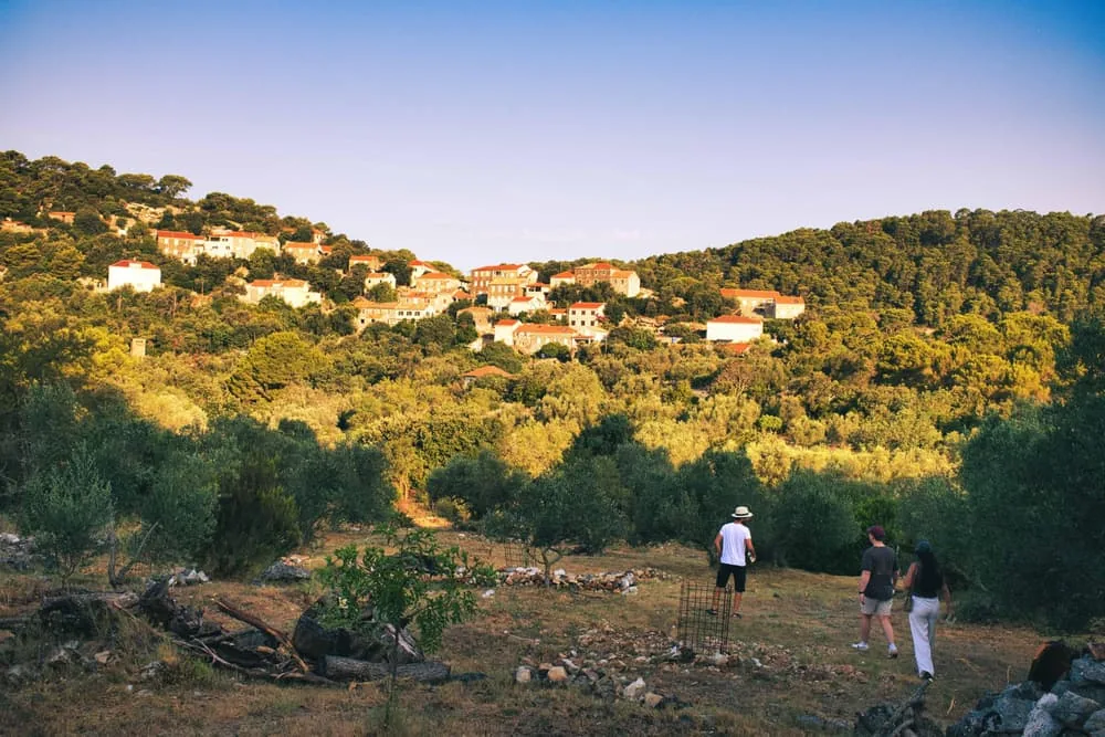 Angebotsfoto: Mljet: Führung durch einen Olivenhain