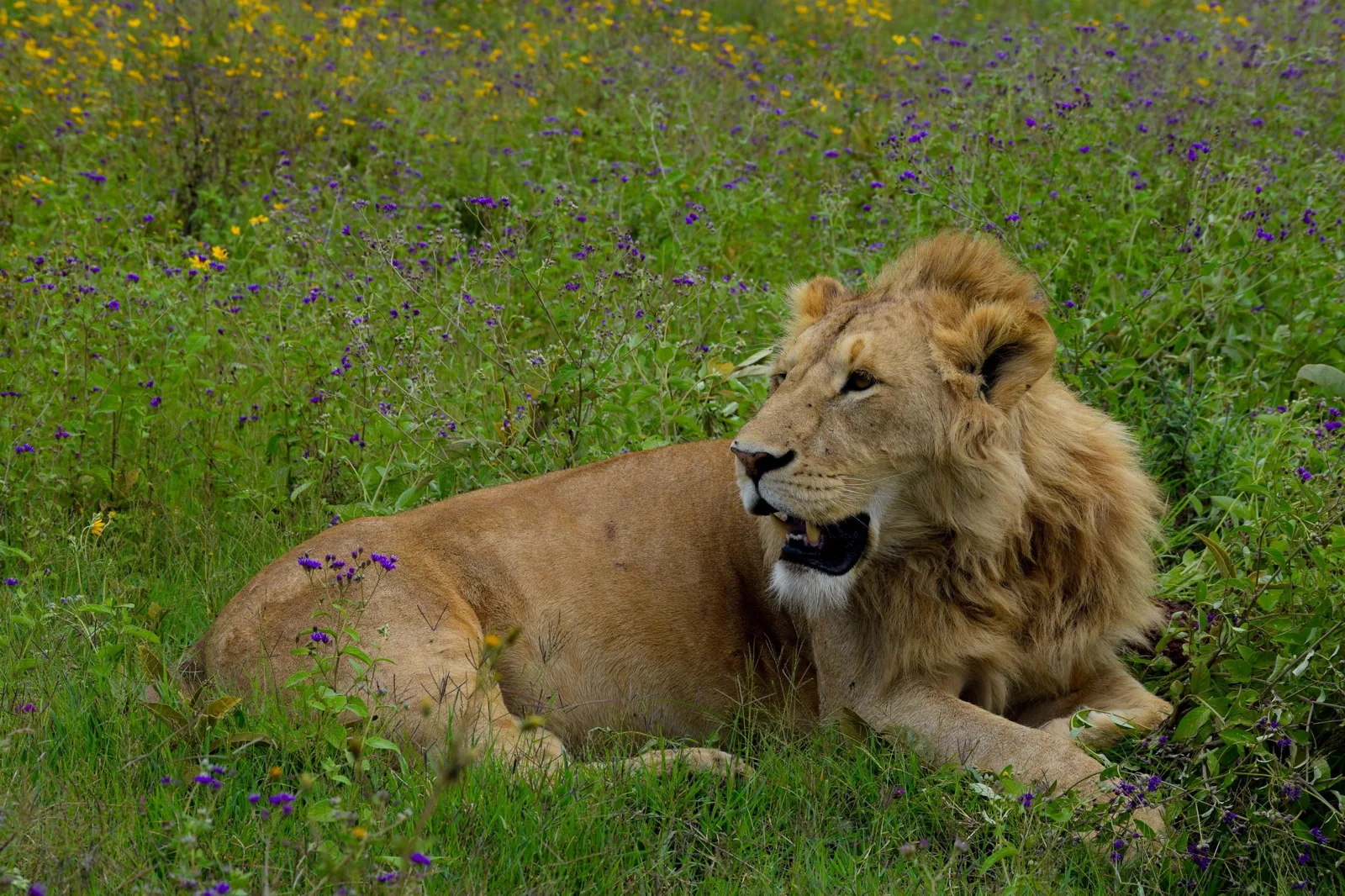 Angebotsfoto: Ganztägige Safari zum Ngorongoro-Krater ab Arusha