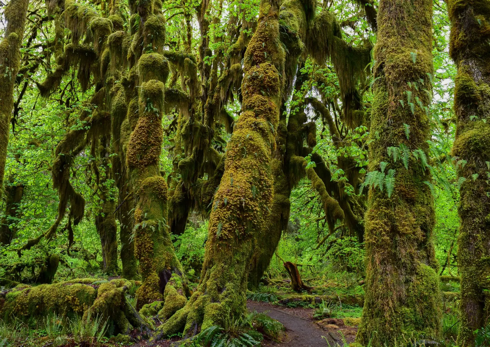 Angebotsfoto: Hoh-Regenwald und Rialto Beach ab Port Angeles