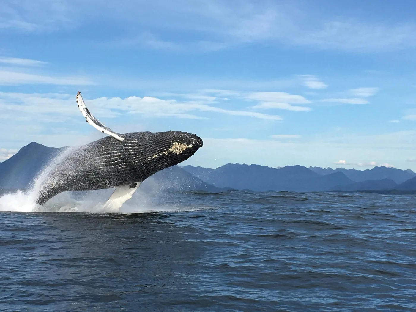 Angebotsfoto: Ab Tofino: Walbeobachtung vor dem Long Beach