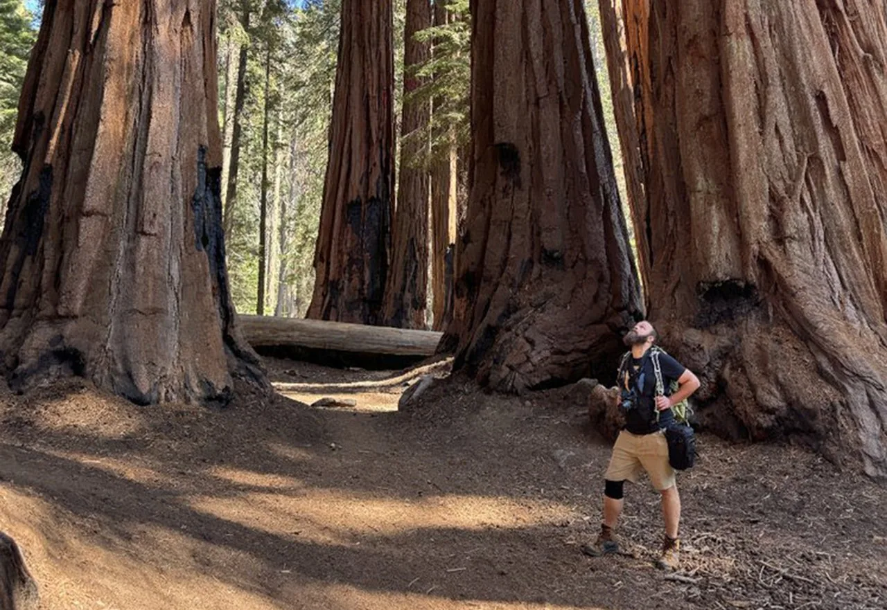Angebotsfoto: Geführte Wanderung zum General Sherman Tree und über den Congress Trail