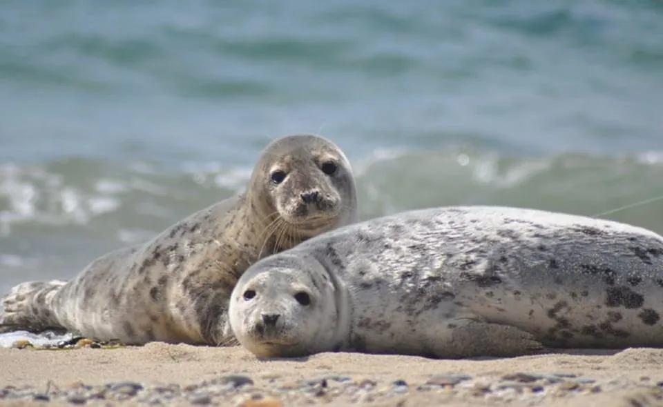 Angebotsfoto: List/Sylt: Robbenbeobachtung auf einem Kutter