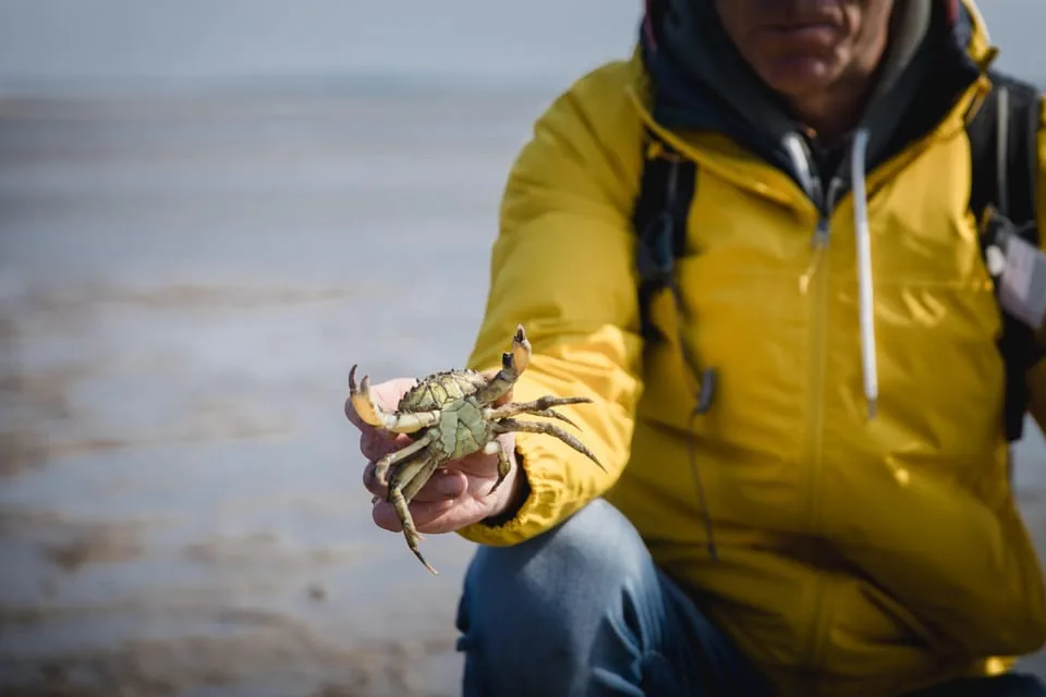 Angebotsfoto: Sylt: Geführte Wattwanderung
