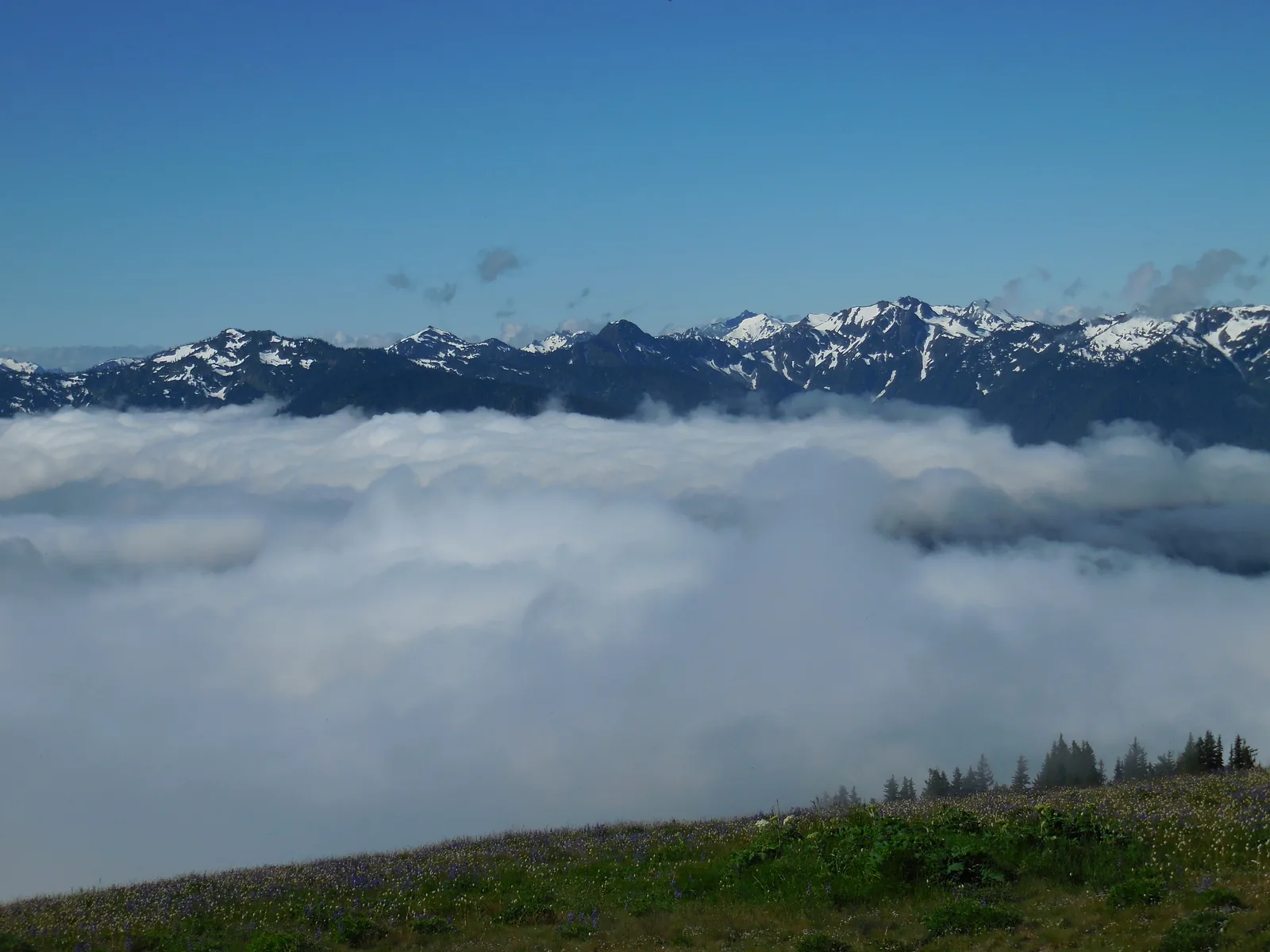 Wolkenmeer unter dem Hurricane Ridge, dahinter die verschneiten Gipfel der Olympic Mountains unter blauem Himmel