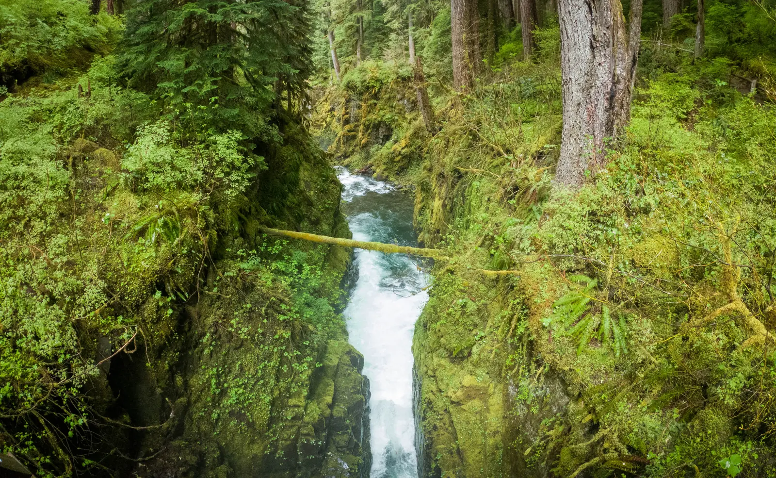 Die Sol Duc Falls stürzen in eine enge, moosgrüne Schlucht, darüber ein umgestürzter Baumstamm