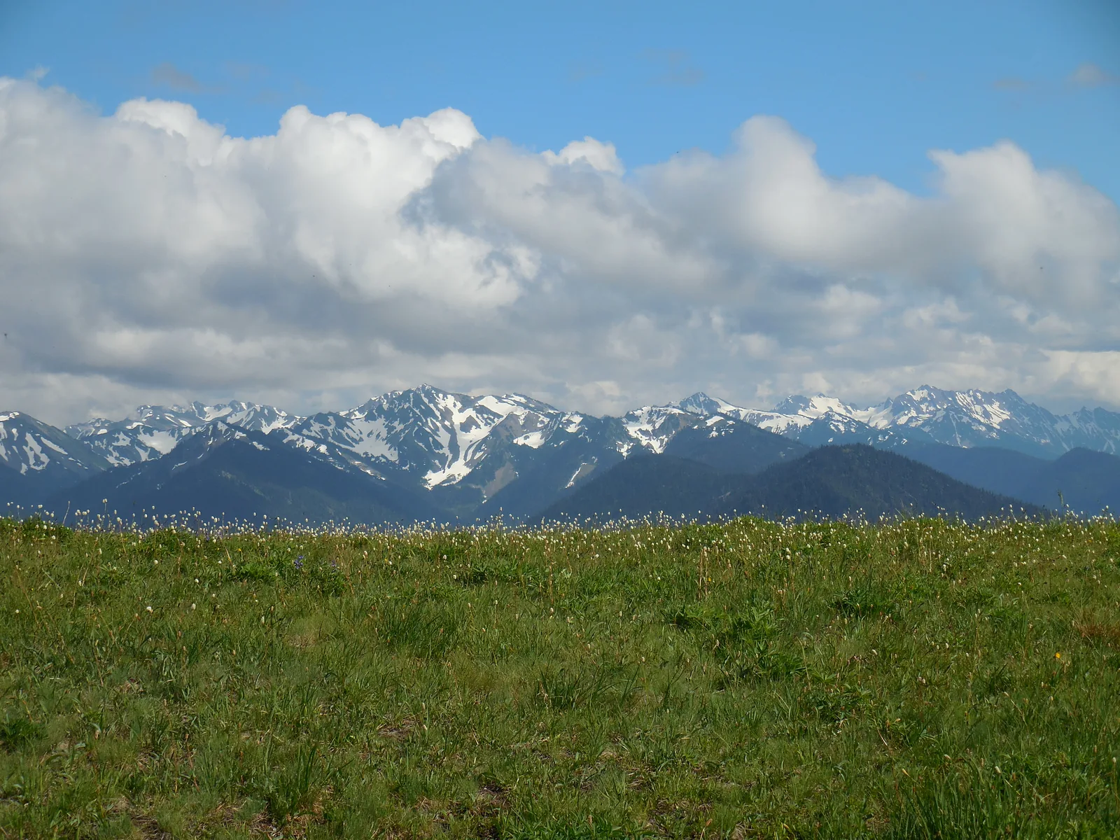 Blühende Bergwiese auf Hurricane Ridge, dahinter die schneegestreiften Gipfel der Olympic Mountains unter Wolken