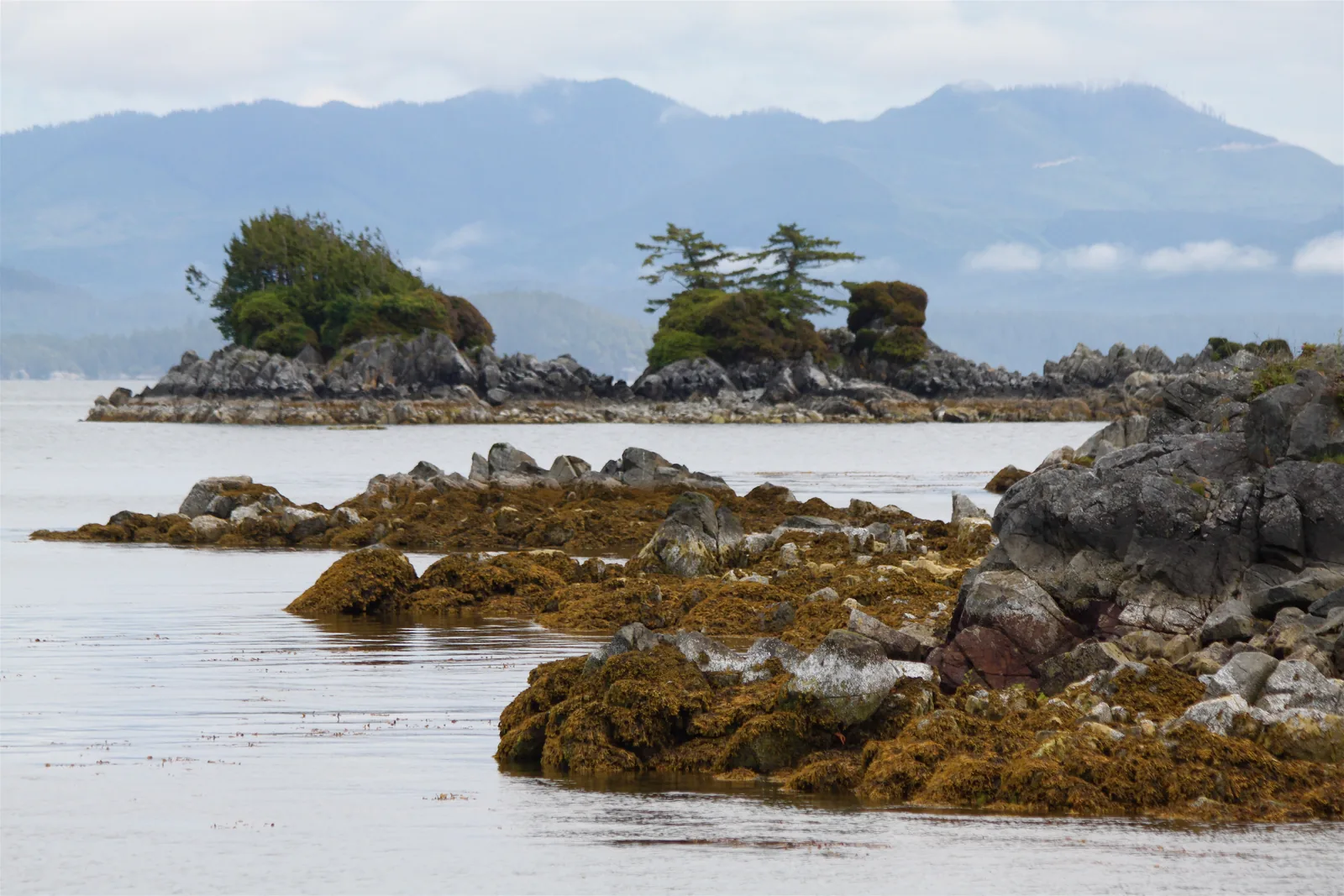 Kleine baumbestandene Felseninseln im ruhigen Wasser des Barkley Sound, dahinter die Berge von Vancouver Island