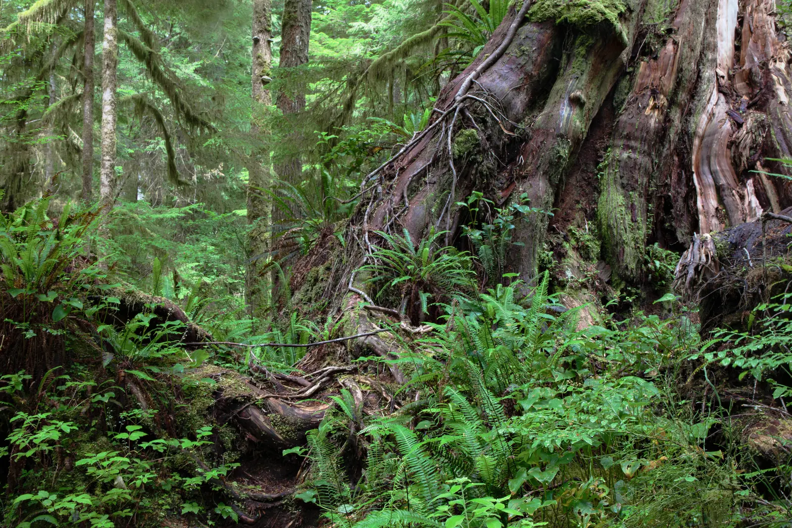 Bemooster Wurzelfuß eines mächtigen Nadelbaums im gemäßigten Regenwald, dichter Farnbewuchs am Boden