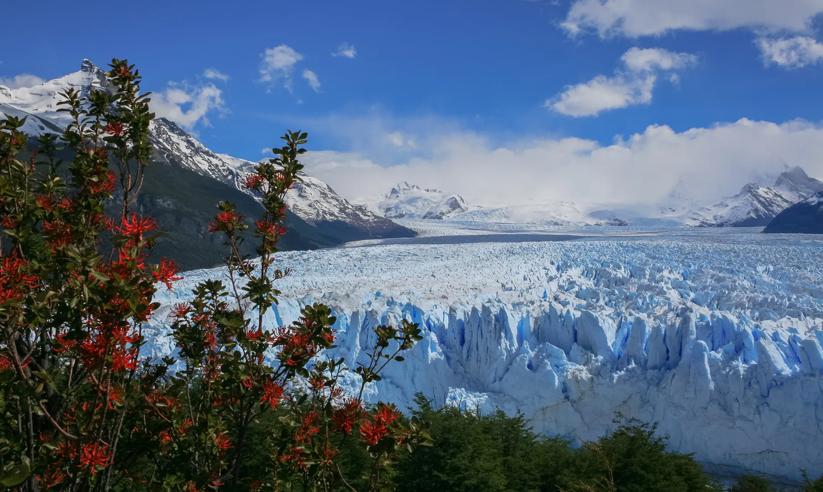Rote Notro-Blüten vor dem Perito-Moreno-Gletscher im Nationalpark Los Glaciares, dahinter die Eisfront und schneebedeckte Gipfel unter blauem Himmel