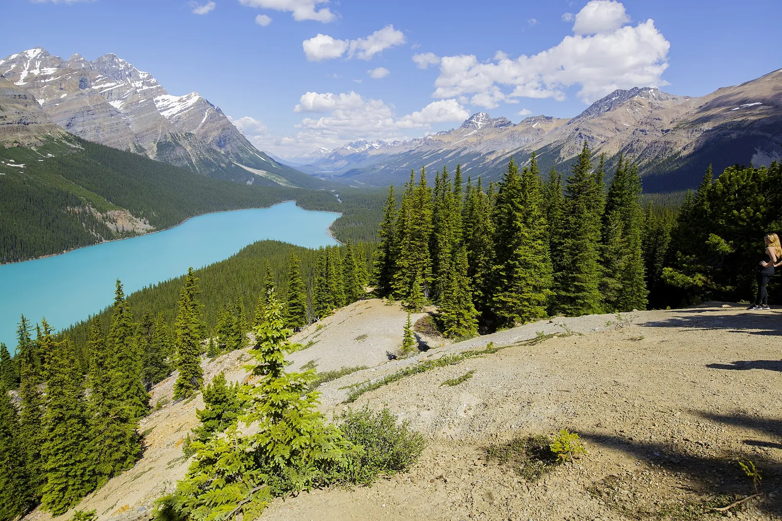 Felsiger Aussichtshang über dem Peyto Lake im Banff-Nationalpark, junge Fichten im Vordergrund, der See tief unten im Tal.