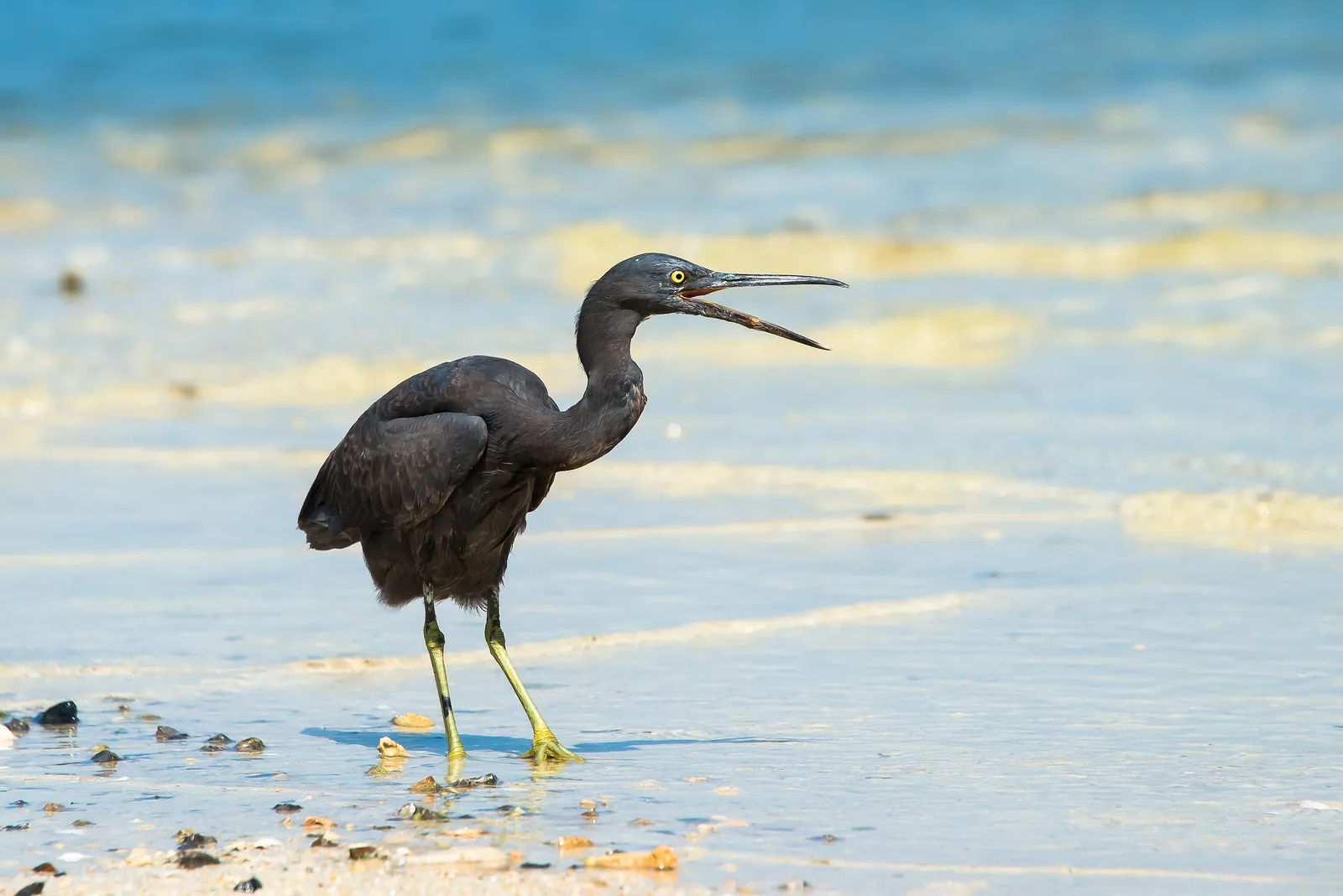 Ein dunkler Riffreiher steht auf den Phi-Phi-Inseln im flachen Wasser am Strand und hält den langen Schnabel geöffnet
