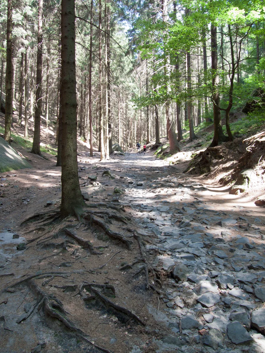 Steiniger Waldweg mit Wurzeln zwischen hohen Fichten auf dem Aufstieg zum Prebischtor
