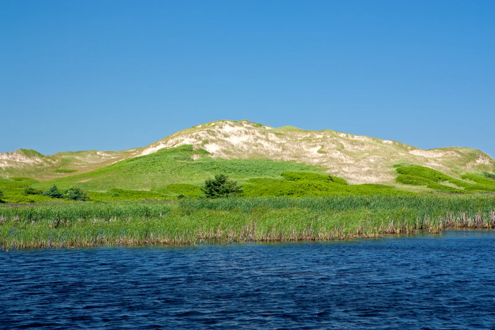 Eine hohe, teils bewachsene Sanddüne erhebt sich hinter einem Schilfgürtel über einem dunkelblauen Teich, darüber wolkenloser Himmel