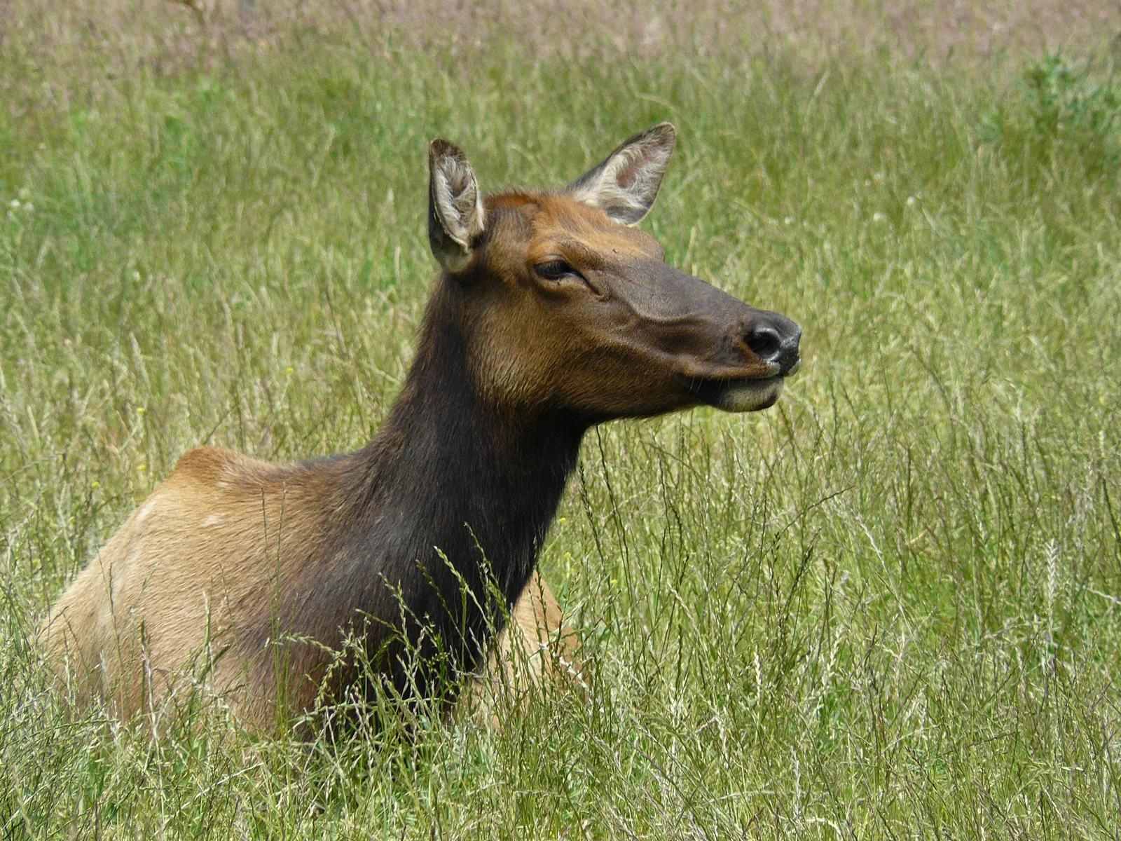 Eine Wapiti-Kuh liegt bis zur Brust im hohen Gras und blickt nach rechts aus dem Bild