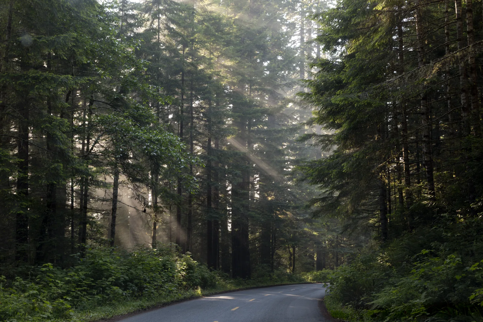 Eine schmale Straße führt durch dichten Küstenwald, schräg einfallende Sonnenstrahlen stehen als sichtbare Bahnen im Nebel zwischen den Stämmen