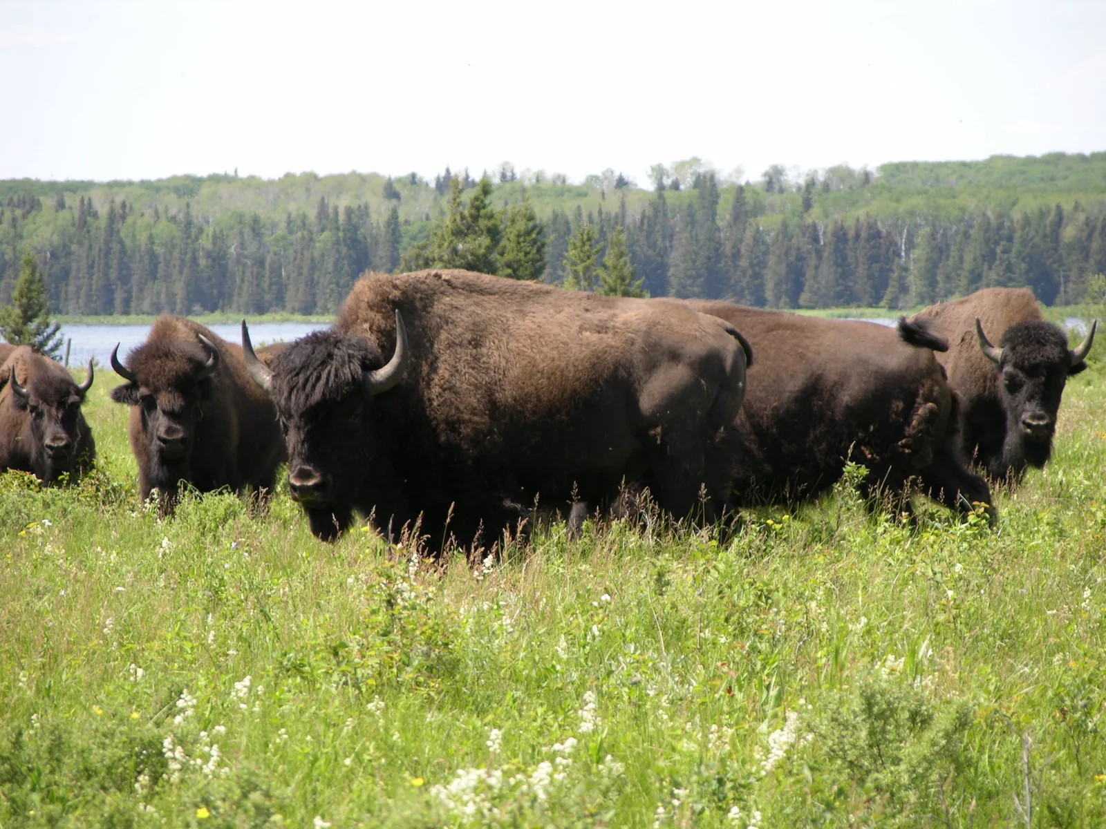 Eine Gruppe Präriebisons steht im hohen Sommergras des Geheges am Lake Audy, dahinter eine geschlossene Waldkante