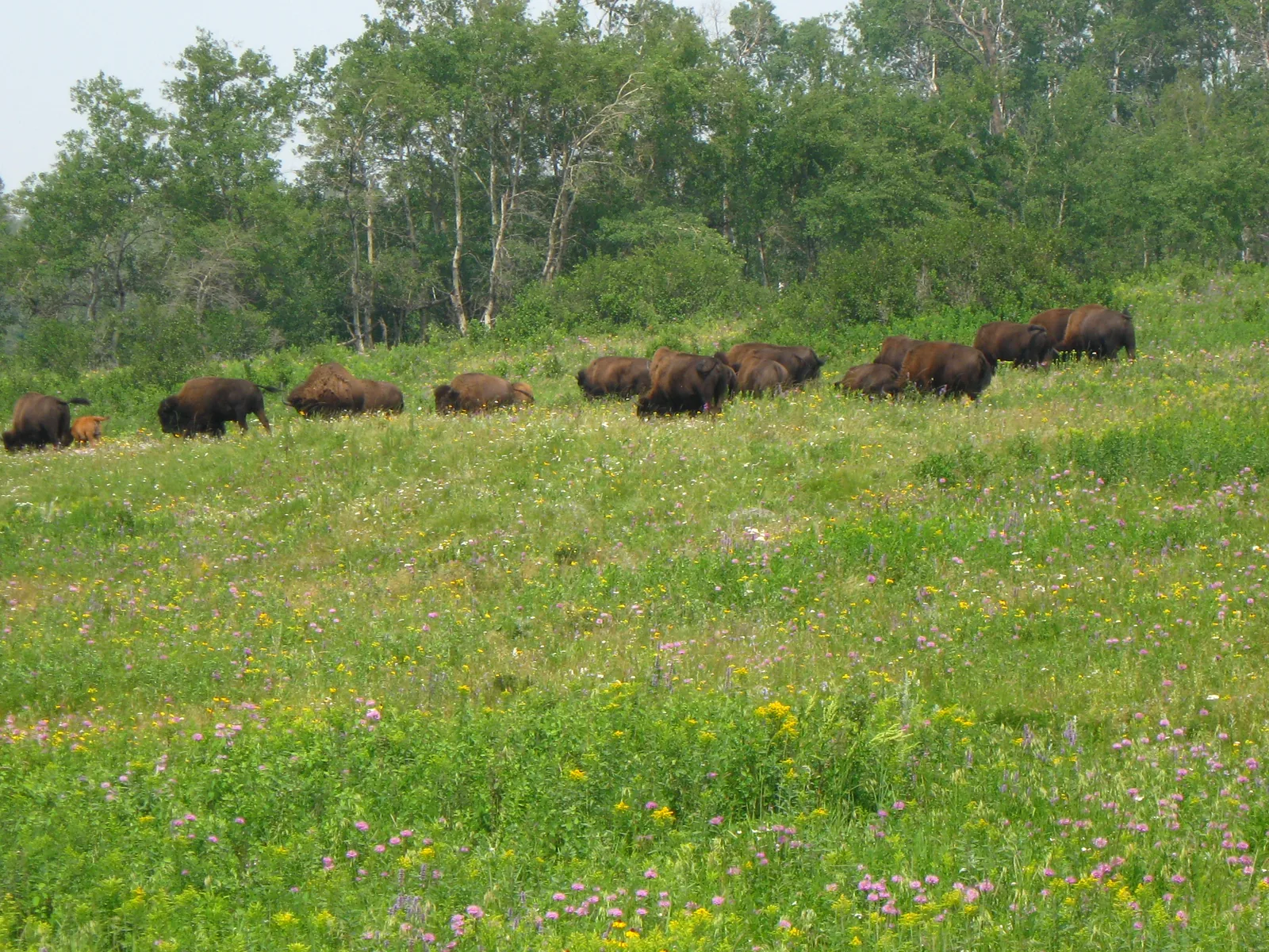 Die Bisonherde grast verstreut über einen blühenden Wiesenhang im Gehege, dahinter eine geschlossene Waldkante
