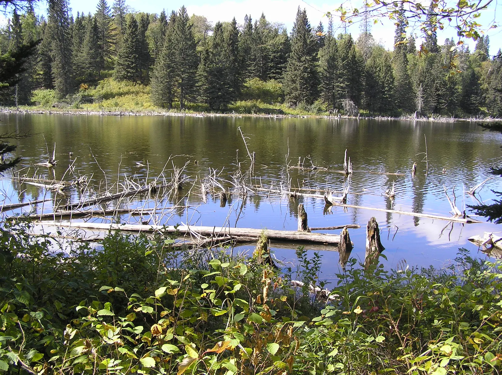 Stiller Waldteich mit abgestorbenen Bäumen im Wasser, ringsum dichter Nadelwald, der sich in der Oberfläche spiegelt