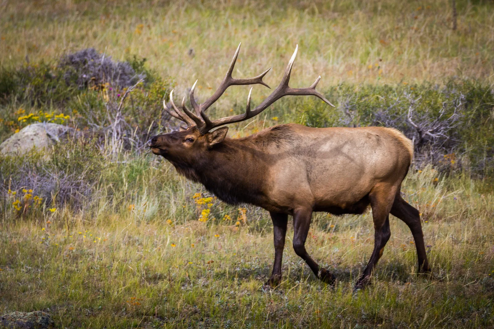 Ein Wapiti-Bulle mit weit ausladendem Geweih geht mit erhobenem Kopf durch herbstliches Gras und Salbeibüsche
