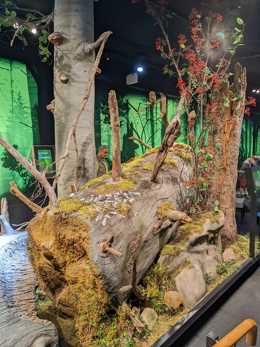 Nachgebauter Totholzstamm in der Dauerausstellung