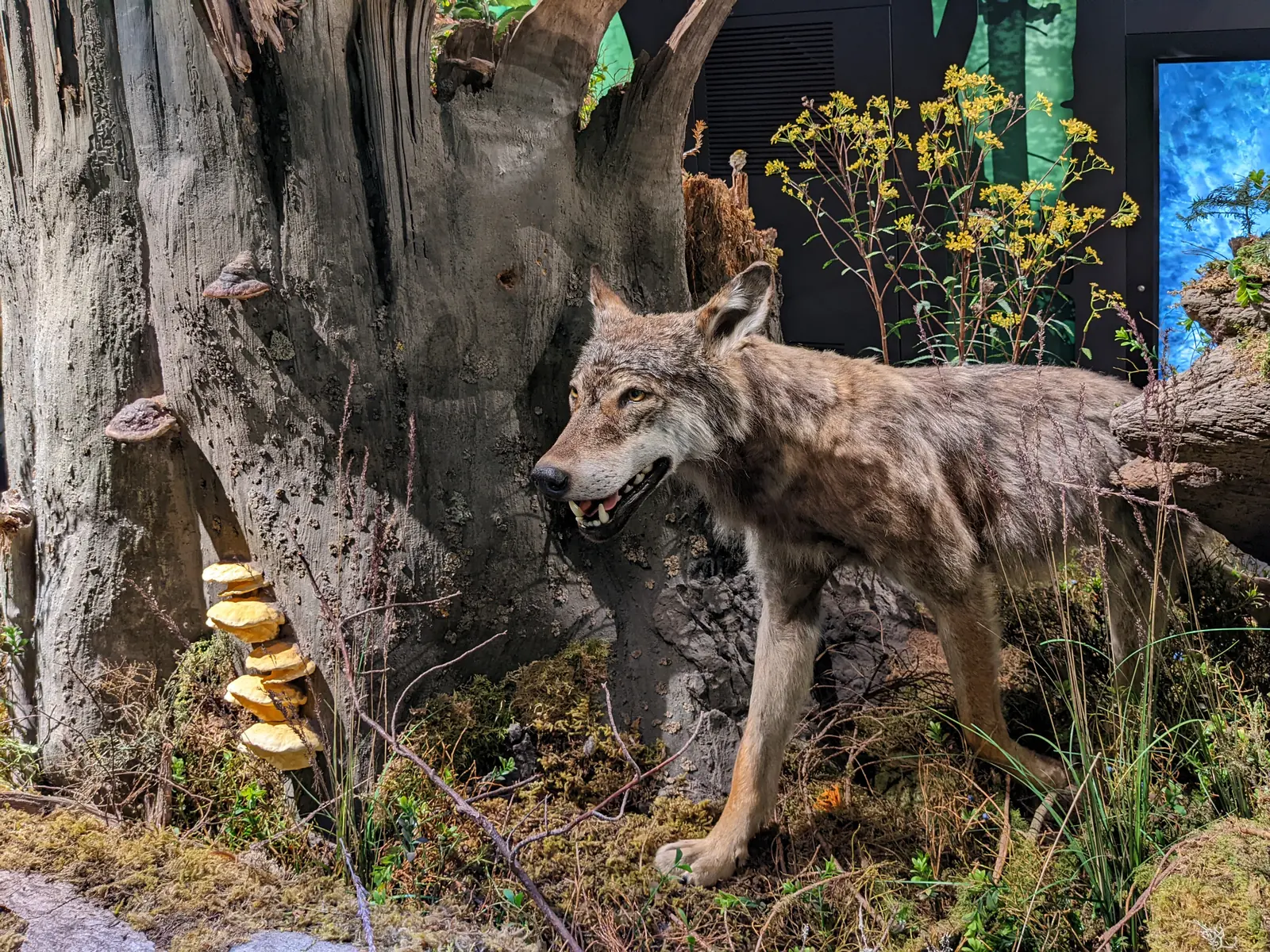 Wolfspräparat in der Dauerausstellung des Nationalparkzentrums