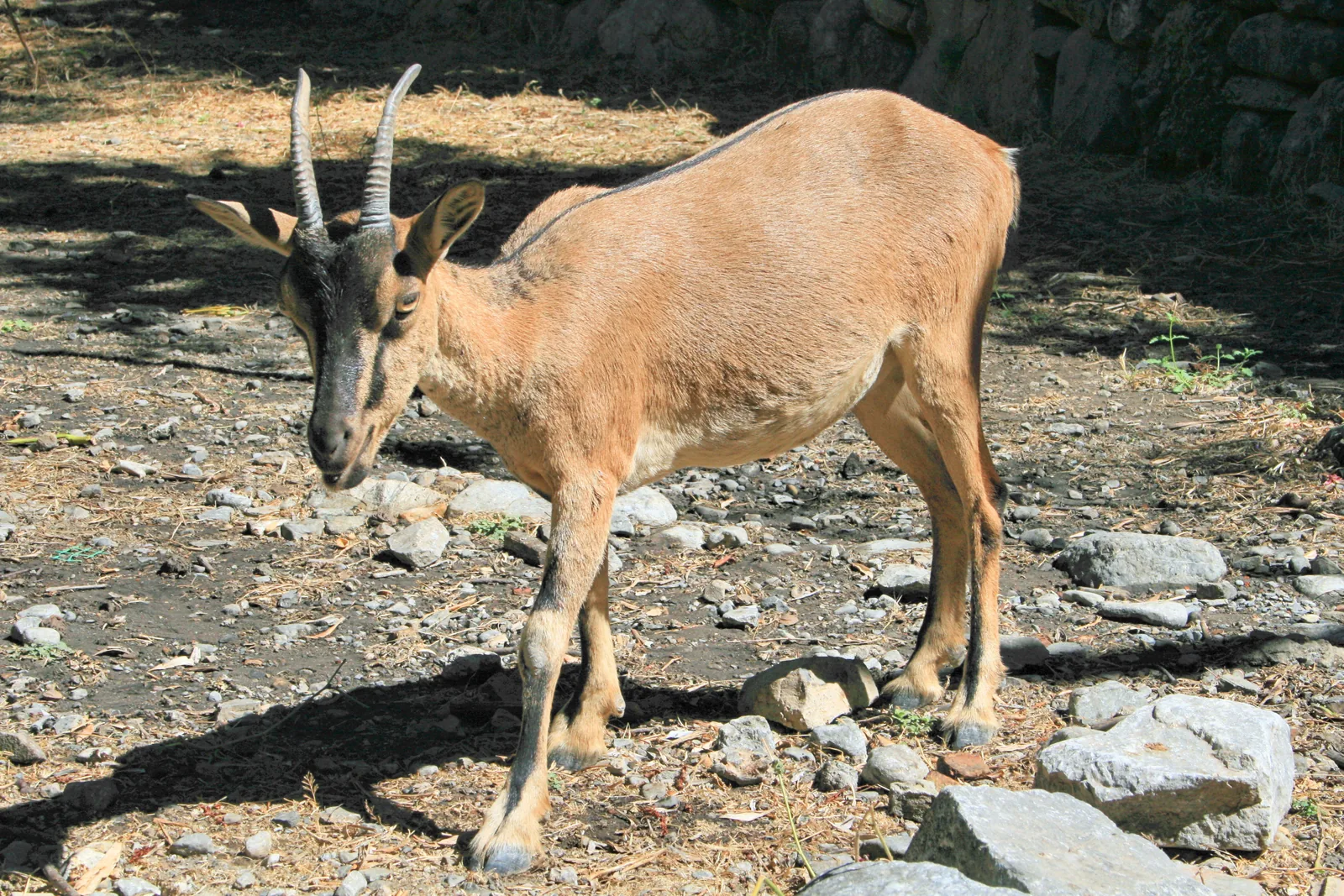 Eine Kri-Kri-Wildziege mit langen Hörnern sucht im Nationalpark Samaria zwischen Steinen nach Futter