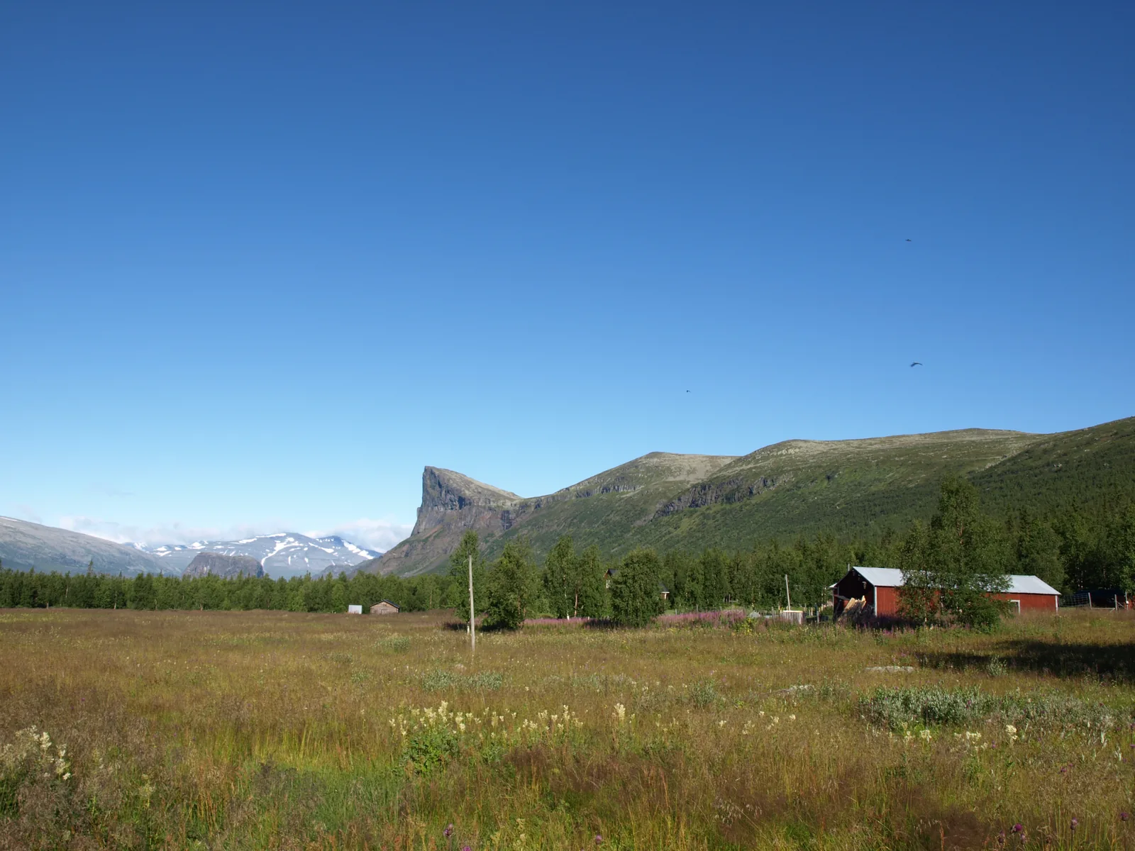 Blühende Wiese am Hof Aktse mit roter Holzhütte und Nadelbäumen, dahinter die steile Felskante des Skierffe am Rand des Sarek-Nationalparks