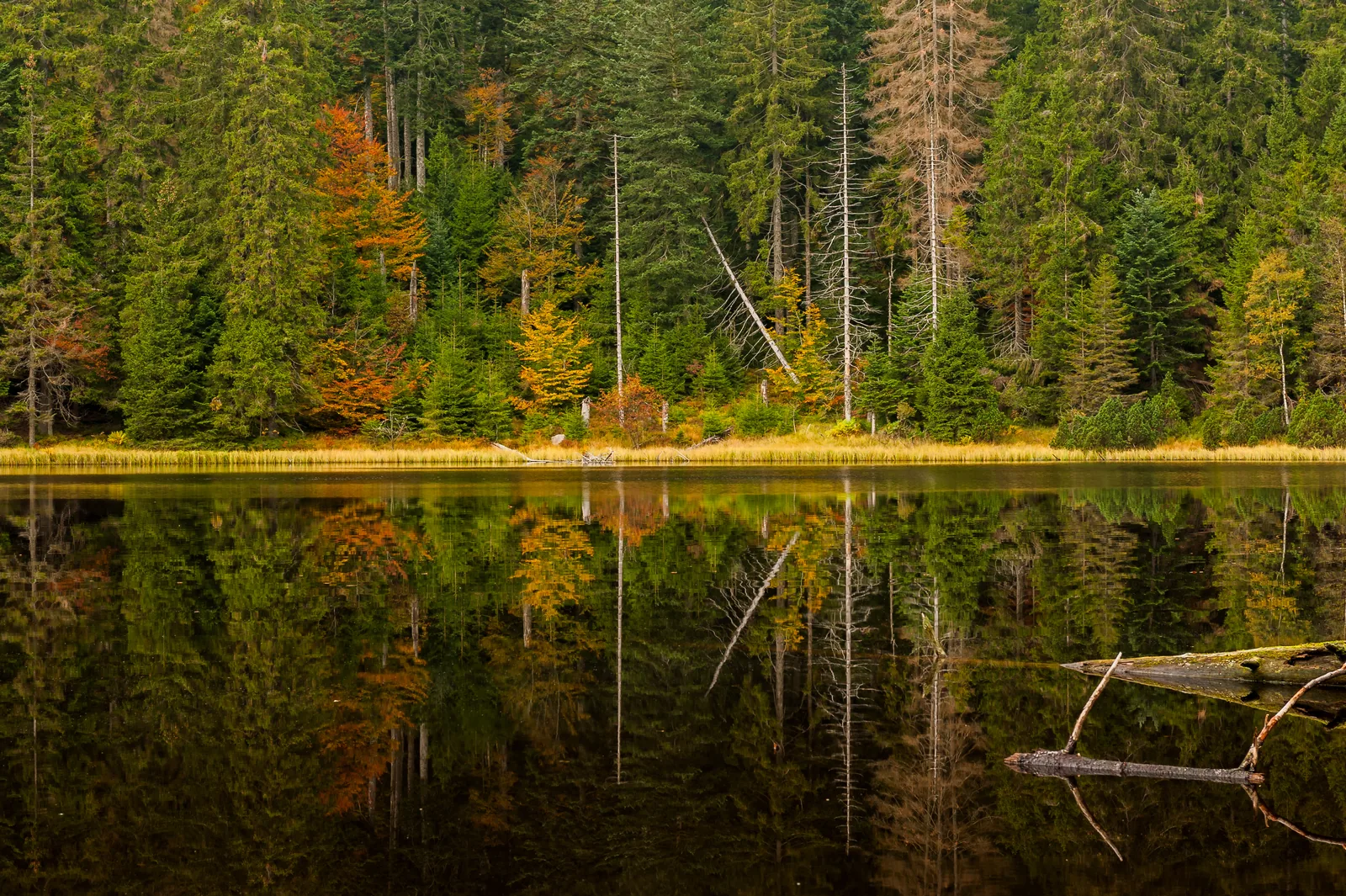 Der Wilde See spiegelt im Herbst den umstehenden Nadelwald, tote Stämme ragen aus dem Wasser
