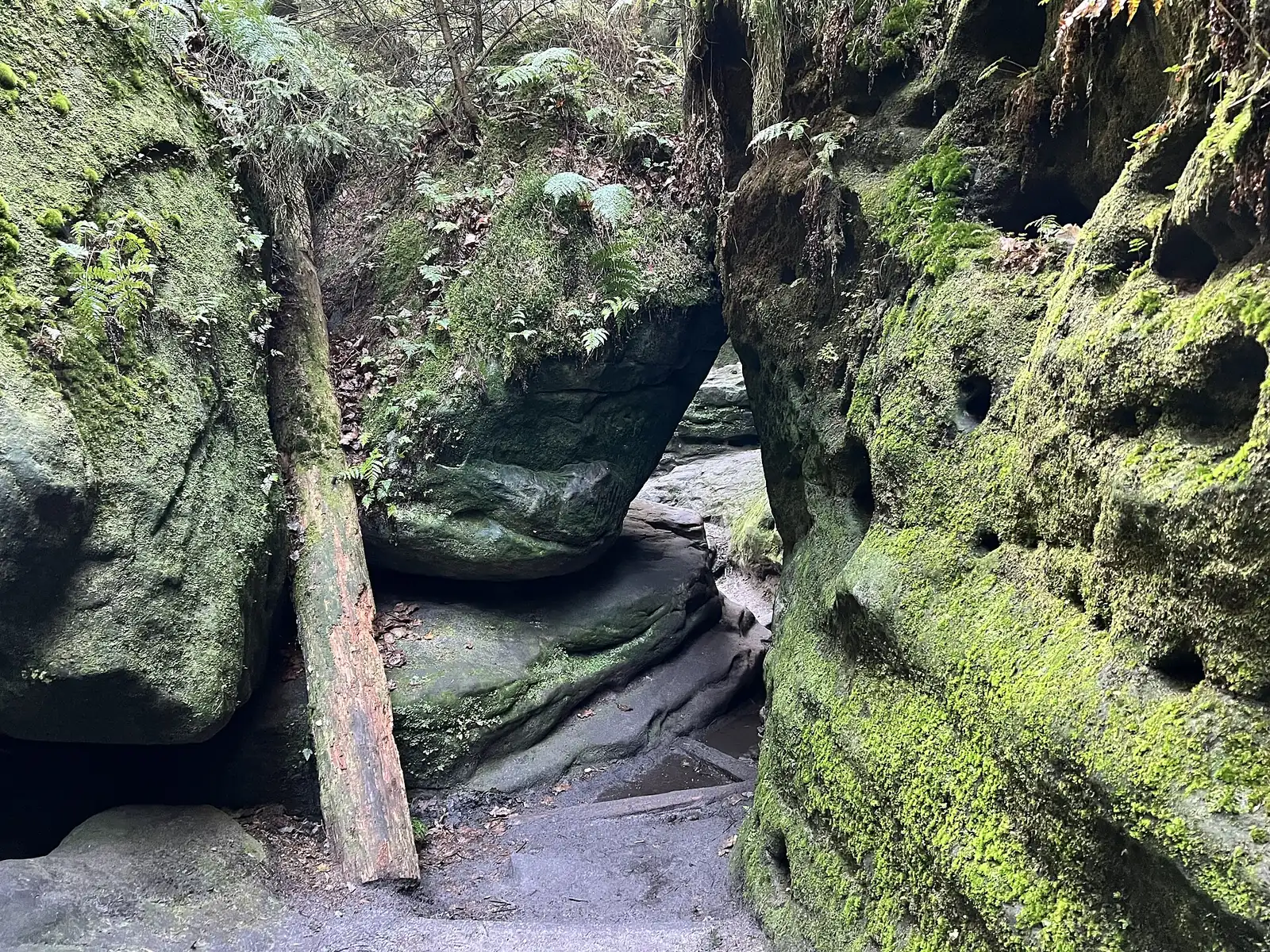 Felsdurchgang und Stufen in den Schwedenlöchern zwischen moosbewachsenen Sandsteinblöcken, Nationalpark Sächsische Schweiz