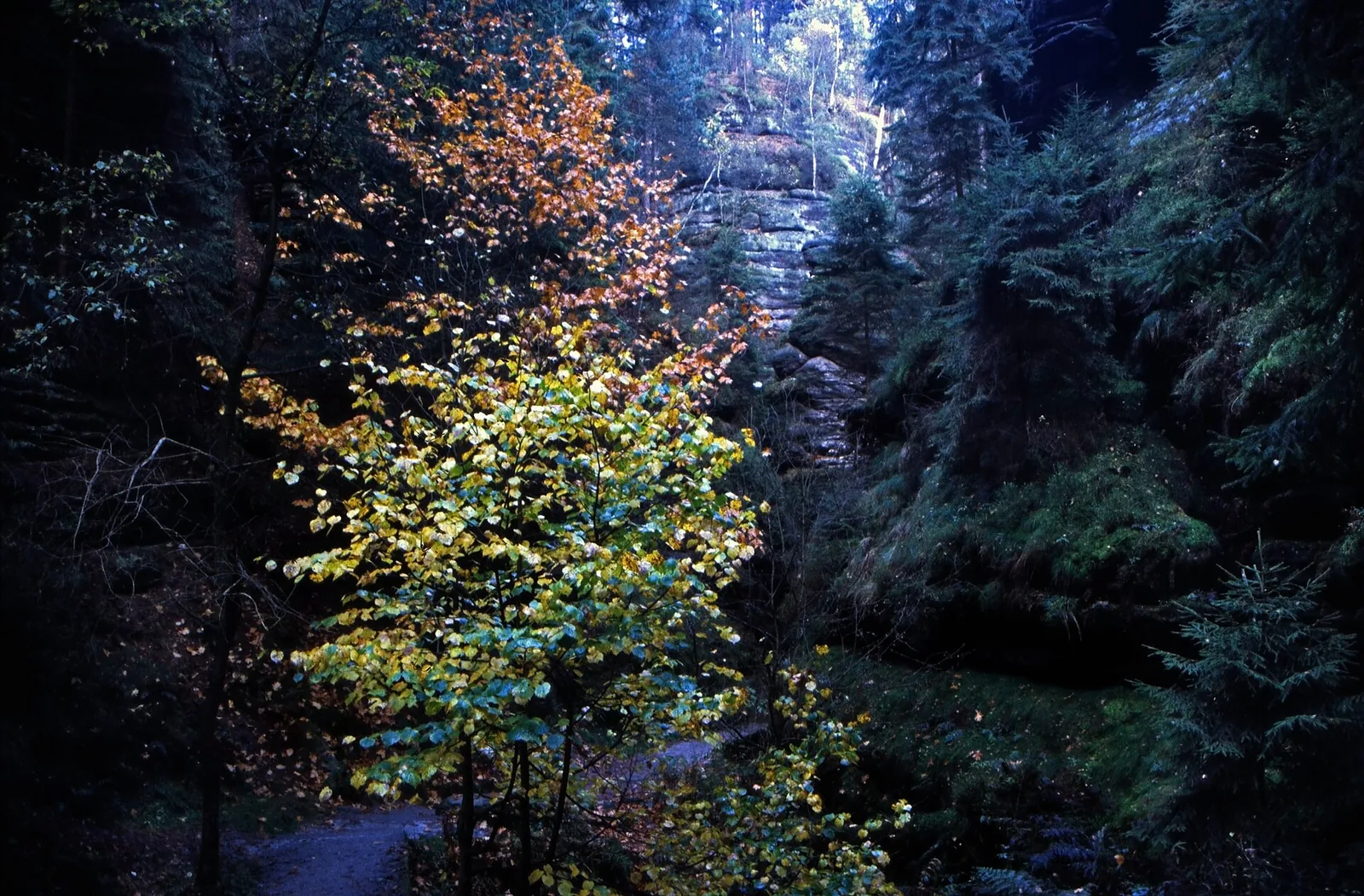 Herbstlich gefärbter Baum zwischen den dunklen Felswänden der Schwedenlöcher im Nationalpark Sächsische Schweiz