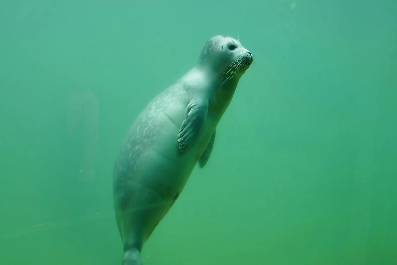 Junger Seehund unter Wasser in einem Becken der Seehundstation Nationalpark-Haus Norddeich, aufgenommen durch die Scheibe