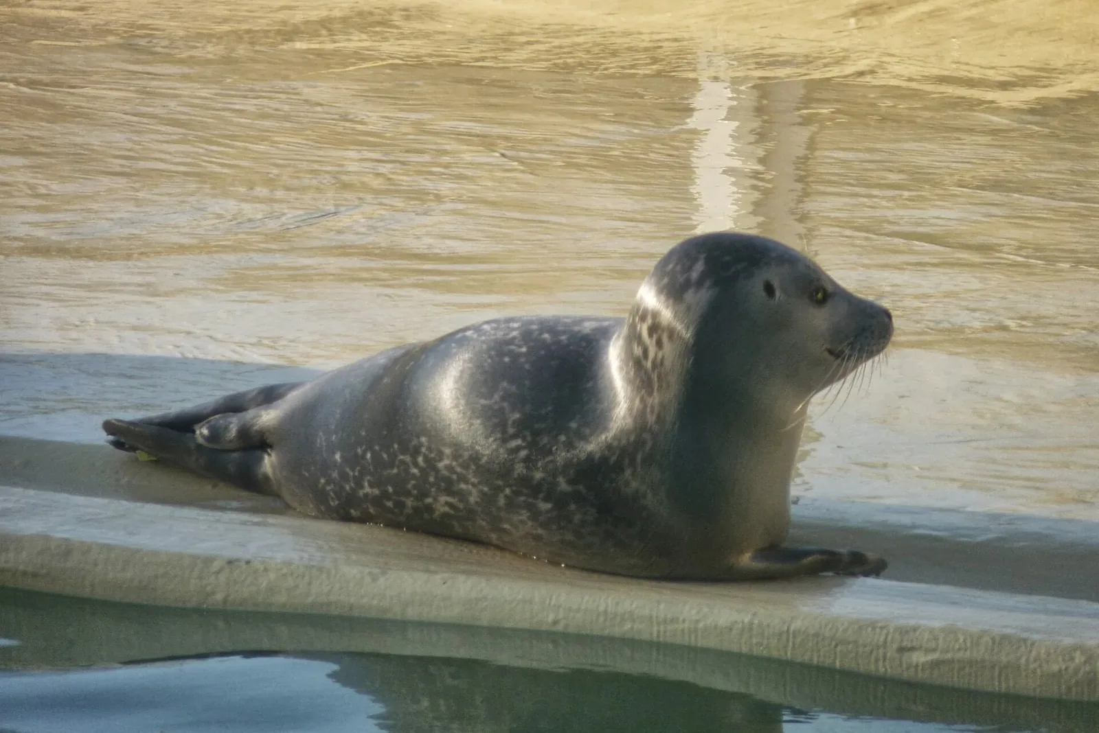 Junger Seehund ruht auf einer Plattform am Wasser in der Seehundstation Norddeich