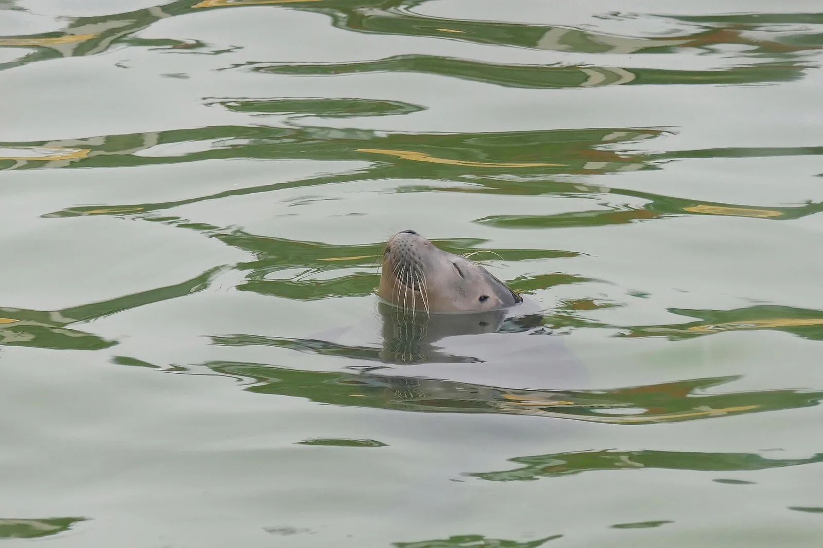 Kopf eines jungen Seehunds an der Wasseroberfläche in der Seehundstation Nationalpark-Haus Norddeich